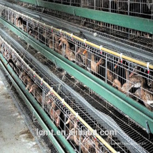 Cages de canard galvanisées à chaud pour l&#39;équipement automatique d&#39;élevage de canards
